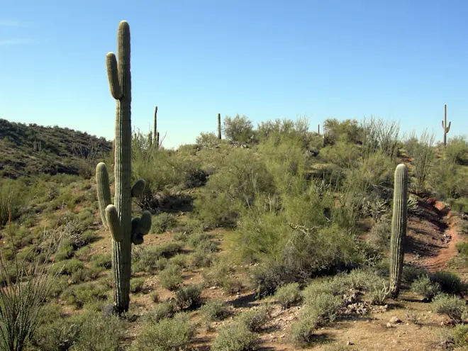 De Sonorawoestijn in Mexico en het zuidwesten van de VS is het toneel van één van de meest extreme herfsthittegolven ooit - Wikipedia