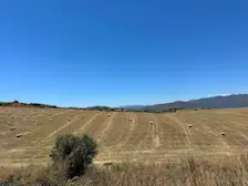 Spaanse boeren halen tussen Coin en Fuengirola het gras van het land. Door de regen van de laatste manden was dat dit jaar weer mogelijk - Tycho van den Born
