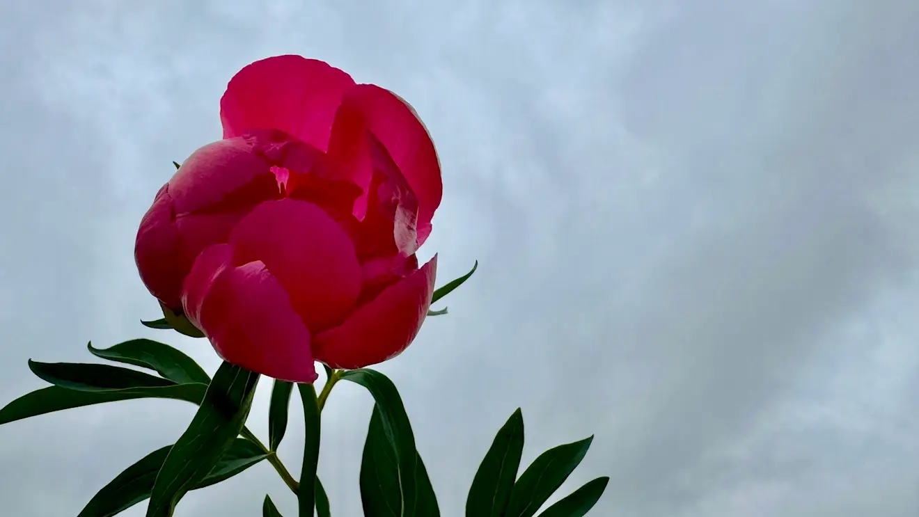 De natuur valt wel bij alle regen - Jolanda Bakker