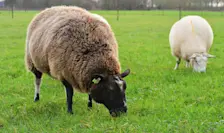 Het gras groeide de afgelopen tijd nog, maar dat zal de komende week stoppen - Cynthia van Leusden