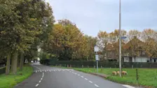 Steeds meer bomen komen in herfsttooi - Nely van Frankenhuyzen