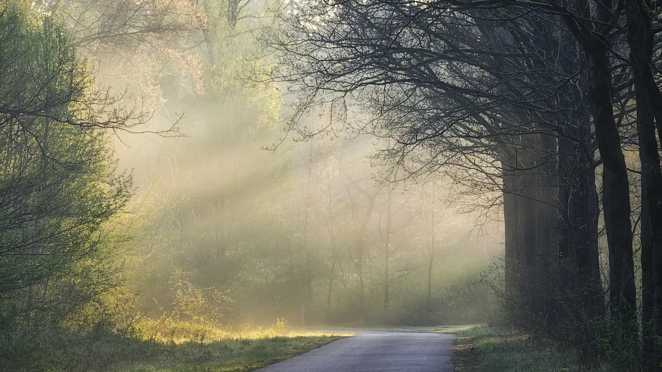 De zon schijnt stralend tussen de bomen door - Jannine Sanders