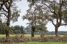 Schade aan een houtwal in de buurt van Schoonloo - Karin Broekhuijsen