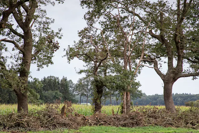 Schade aan een houtwal in de buurt van Schoonloo - Karin Broekhuijsen
