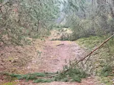 Diverse dennen zijn op de Veluwe onder de last van de sneeuw geknakt - Tycho van den Born