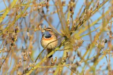 De eerste blauwborsten worden alweer gezien, zoals hier in Everdingen - Cynthia van Leusden