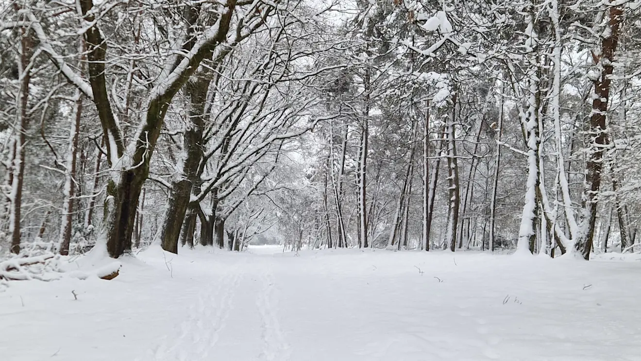 Je weet bijna niet waar je moet kijken - Reinout van den Born
