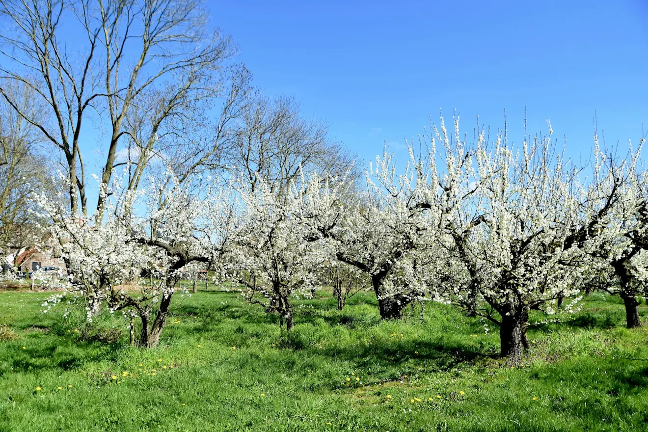 De fruitbomen komen in bloei - Huibert Boon