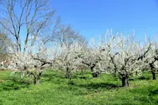 De fruitbomen komen in bloei - Huibert Boon