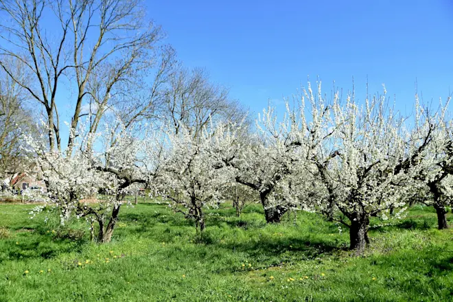 De fruitbomen komen in bloei - Huibert Boon