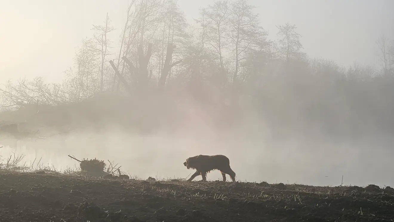 Mist en rijp - Nely van Frankenhuyzen