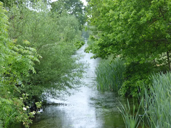 Sappig groen in Blaricum - Chris Meewis
