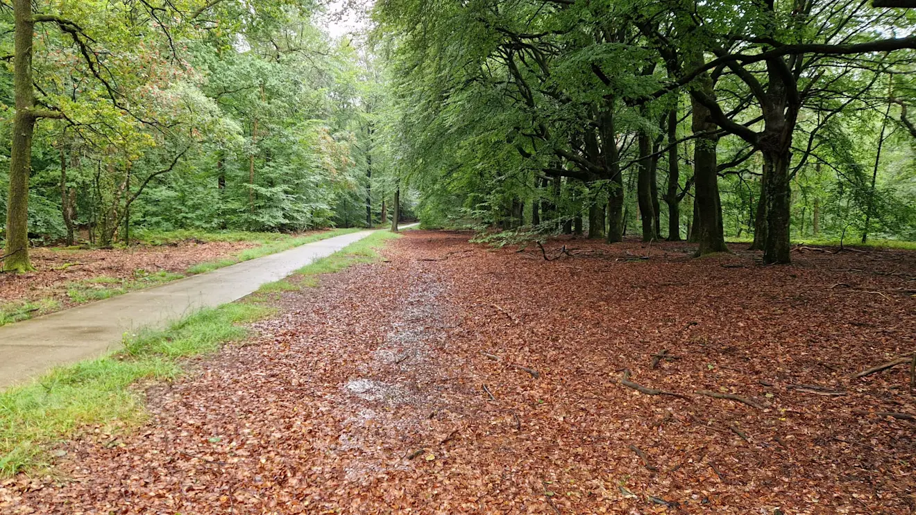 Overal in het bos zie je dat het hard geregend heeft - Reinout van den Born