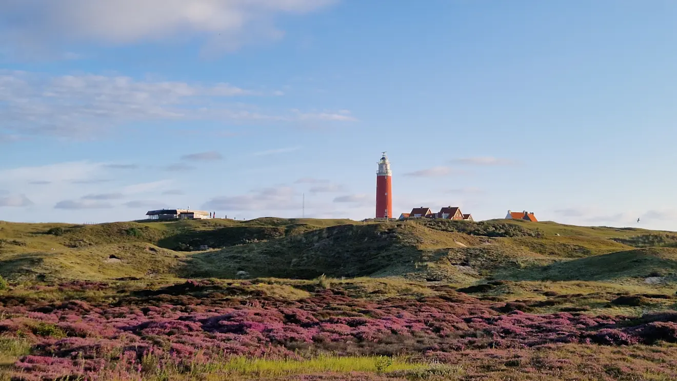 Bloeiende heide op Texel - Frans Alderse Baas