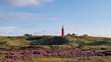 Bloeiende heide op Texel - Frans Alderse Baas