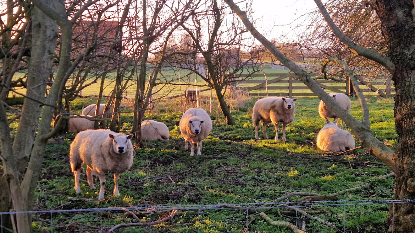 Het paasweekend begon op Texel met een ochtendzonnetje - Frans Alderse Baas