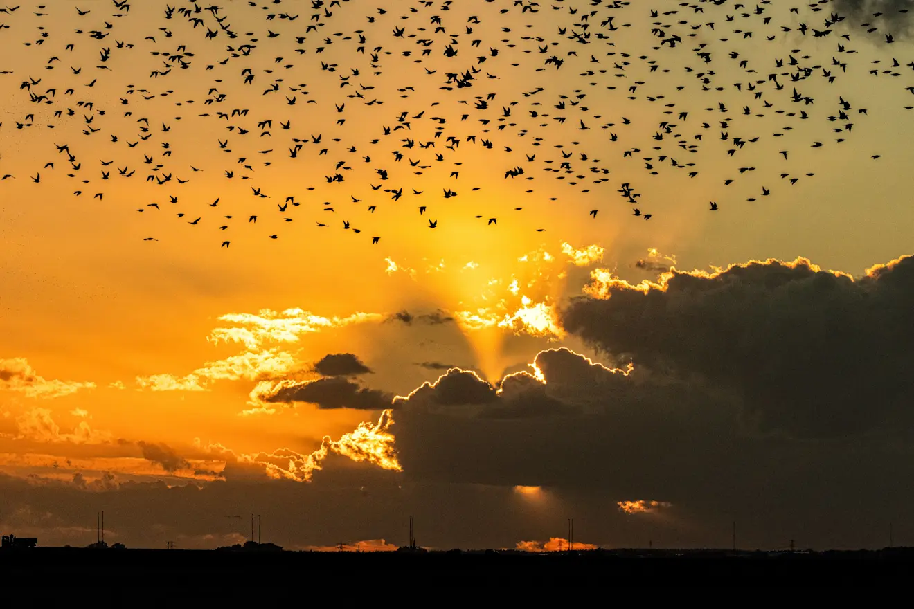 Vogels in de lucht boven de Nijkerkse polder Arkemheen - Wim van Looijengoed