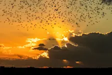 Vogels in de lucht boven de Nijkerkse polder Arkemheen - Wim van Looijengoed