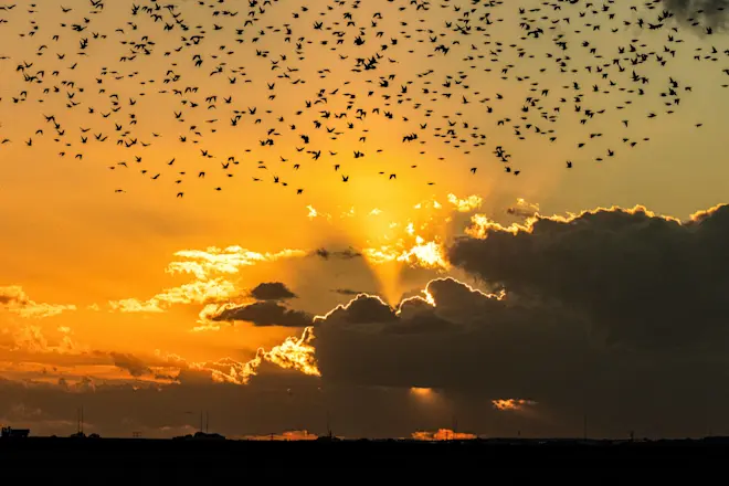 Vogels in de lucht boven de Nijkerkse polder Arkemheen - Wim van Looijengoed