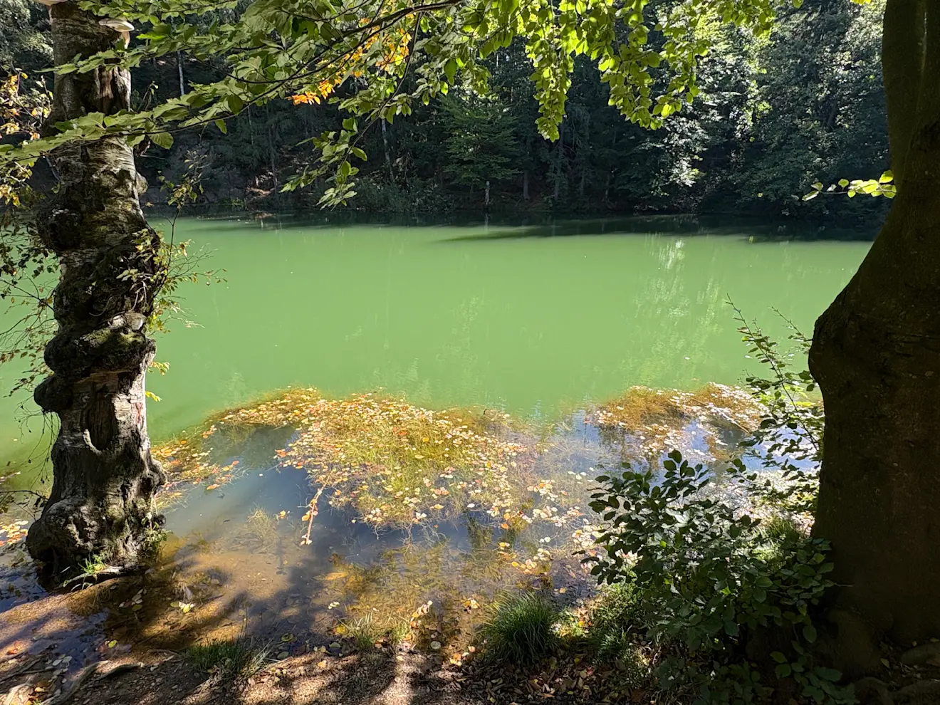 Nu kleurt het 'blauwe meer' eerder groen - Pieter Bliek