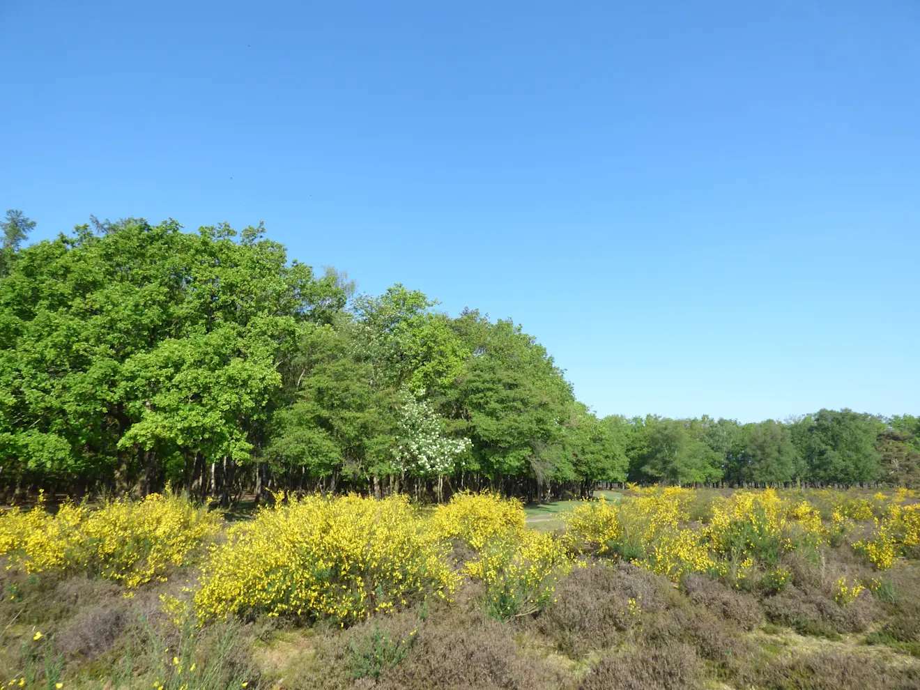 De natuur in bloei en een blauwe lucht daarboven - Chris Meewis