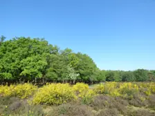 De natuur in bloei en een blauwe lucht daarboven - Chris Meewis