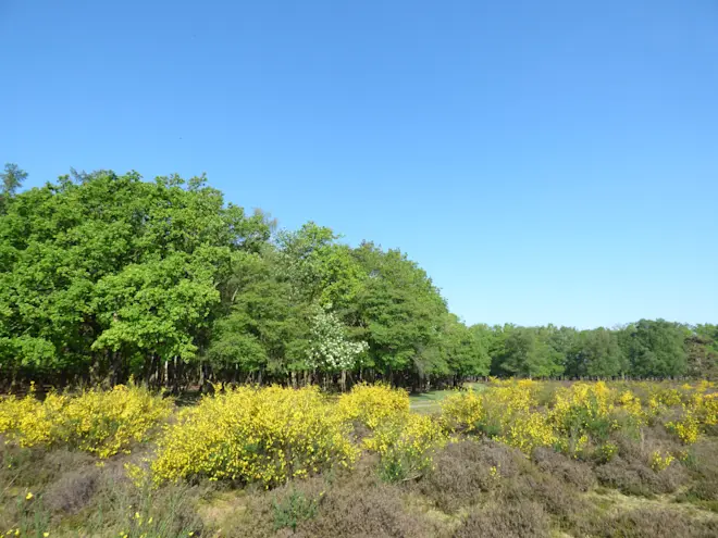 De natuur in bloei en een blauwe lucht daarboven - Chris Meewis
