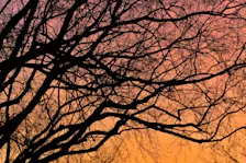 Ochtendgloren - Cynthia van Leusden