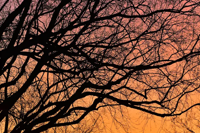 Ochtendgloren - Cynthia van Leusden