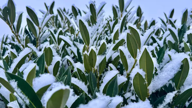 Sneeuw in de buurt van Zevenhuizen - Jolanda Bakker