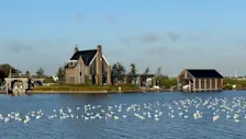 Watervogels genieten van het mooie herfstweer - Jolanda Bakker