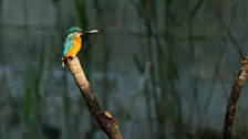 Een ijsvogel in de buurt van Geldermalsen heeft een visje gevangen - Ab Donker