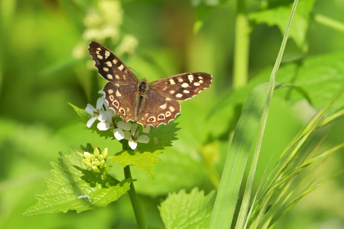Deze vlinder geniet van het fraaie lenteweer - Cynthia van Leusden