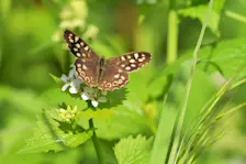 Deze vlinder geniet van het fraaie lenteweer - Cynthia van Leusden