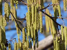 Op veel plaatsen staat de hazelaar in bloei. De winter zit in zijn laatste dagen, de lente komt eraan - Chris Meewis