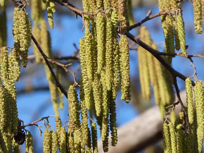 Op veel plaatsen staat de hazelaar in bloei. De winter zit in zijn laatste dagen, de lente komt eraan - Chris Meewis