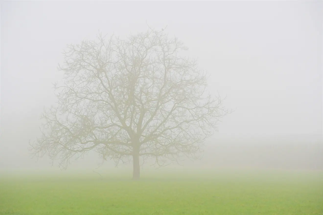 Een boom, alleen in de mist - Cynthia van Leusden