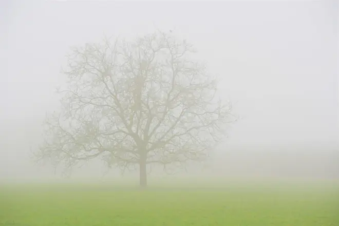 Een boom, alleen in de mist - Cynthia van Leusden