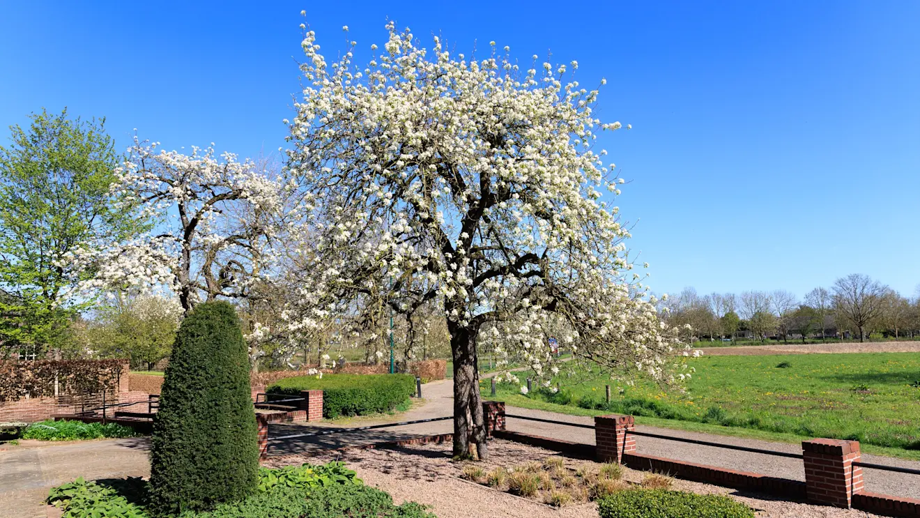 Een perenboom in bloei - Henk Straatman