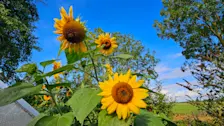De zonnebloemen kunnen zich in de nieuwe week nog één keer laven aan de warmte - Nely van Frankenhuyzen