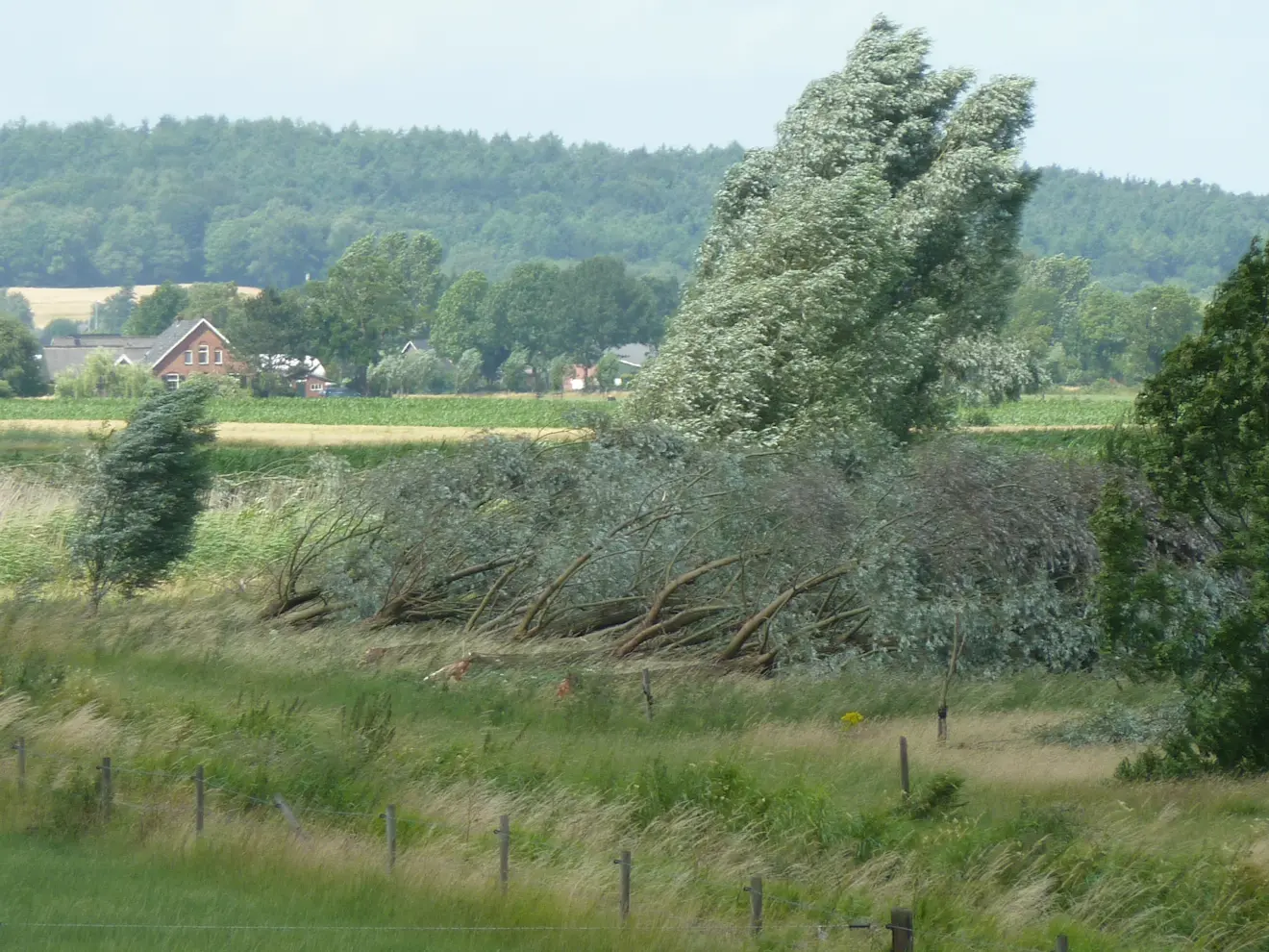 Een rijtje omgewaaide bomen - Reinout van den Born