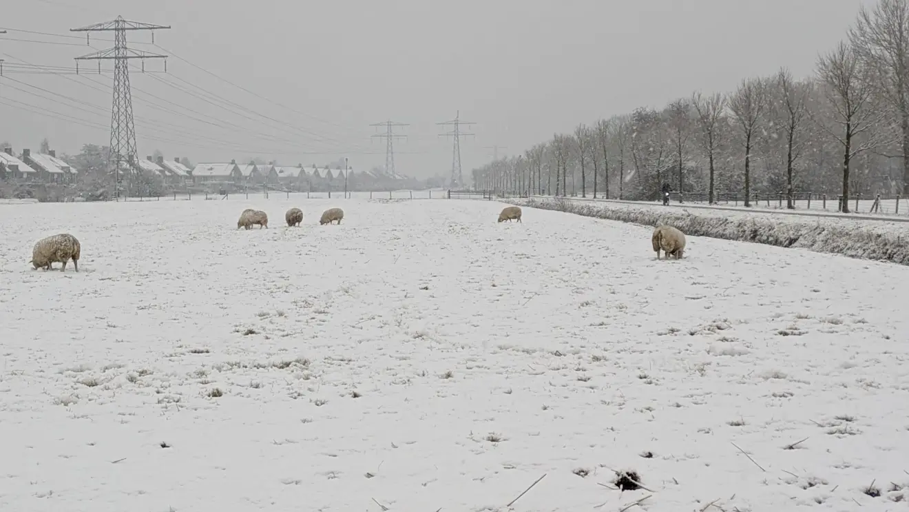 Schapen bij het Friese Goutum in de sneeuw - Bram Spannenburg