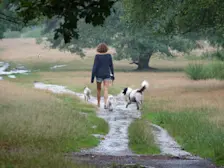 Regen op de heide bij Hilversum - Chris Meewis