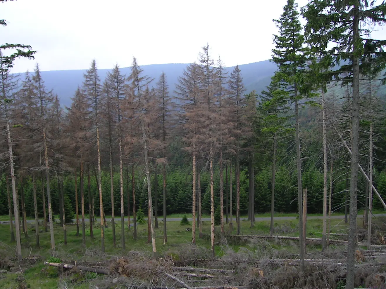 Door de letterzetter aangetaste naaldbomen in de Harz. Ook in Nederland komen dit soort percelen steeds meer voor - Wikipedia/JesterWr