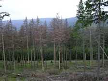 Door de letterzetter aangetaste naaldbomen in de Harz. Ook in Nederland komen dit soort percelen steeds meer voor - Wikipedia/JesterWr