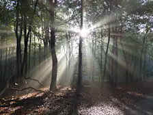 Zonneharpen tussen de bomen - Chris Meewis