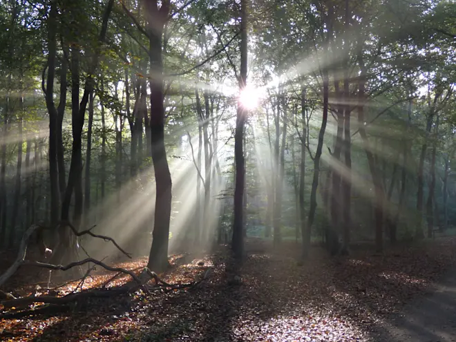 Zonneharpen tussen de bomen - Chris Meewis