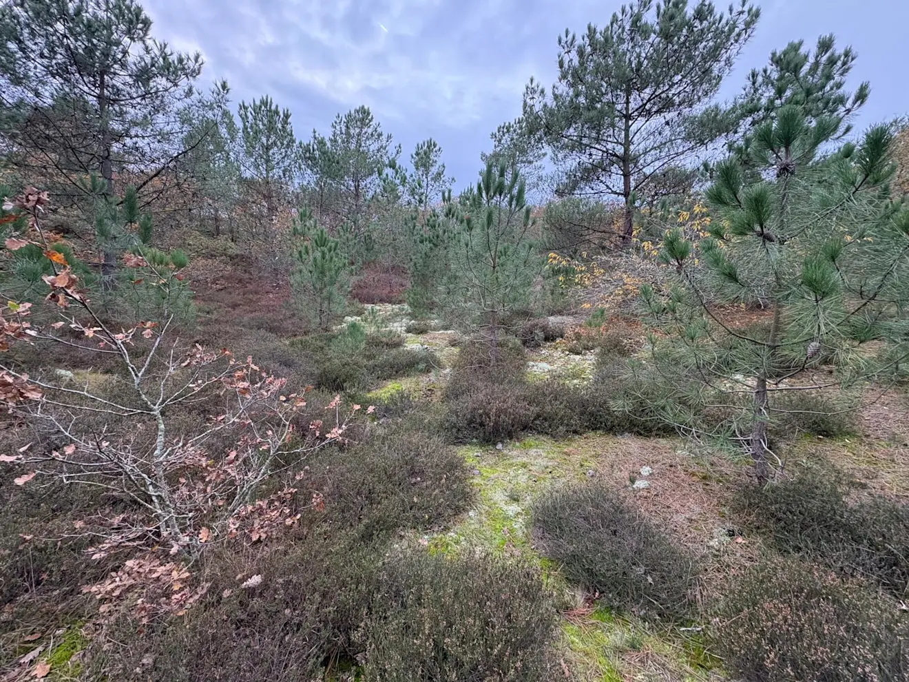 De met vegetatie gevulde duinpan aan de Hargerweg - Pieter Bliek