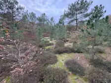 De met vegetatie gevulde duinpan aan de Hargerweg - Pieter Bliek