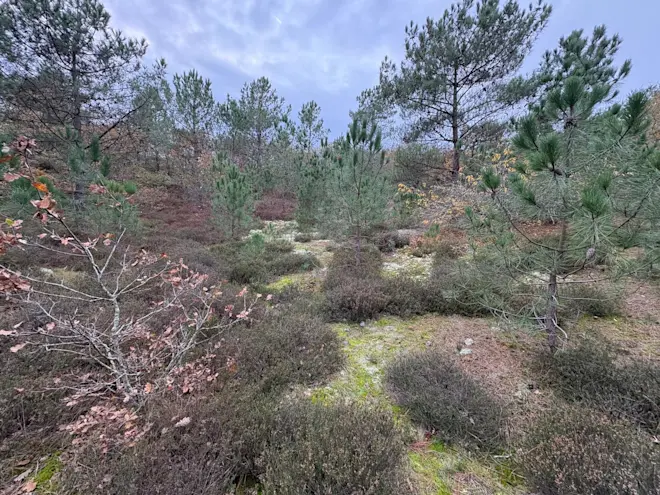 De met vegetatie gevulde duinpan aan de Hargerweg - Pieter Bliek